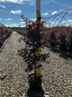 Acer palmatum 'Bloodgood'