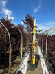 Acer palmatum 'Crimson Prince'