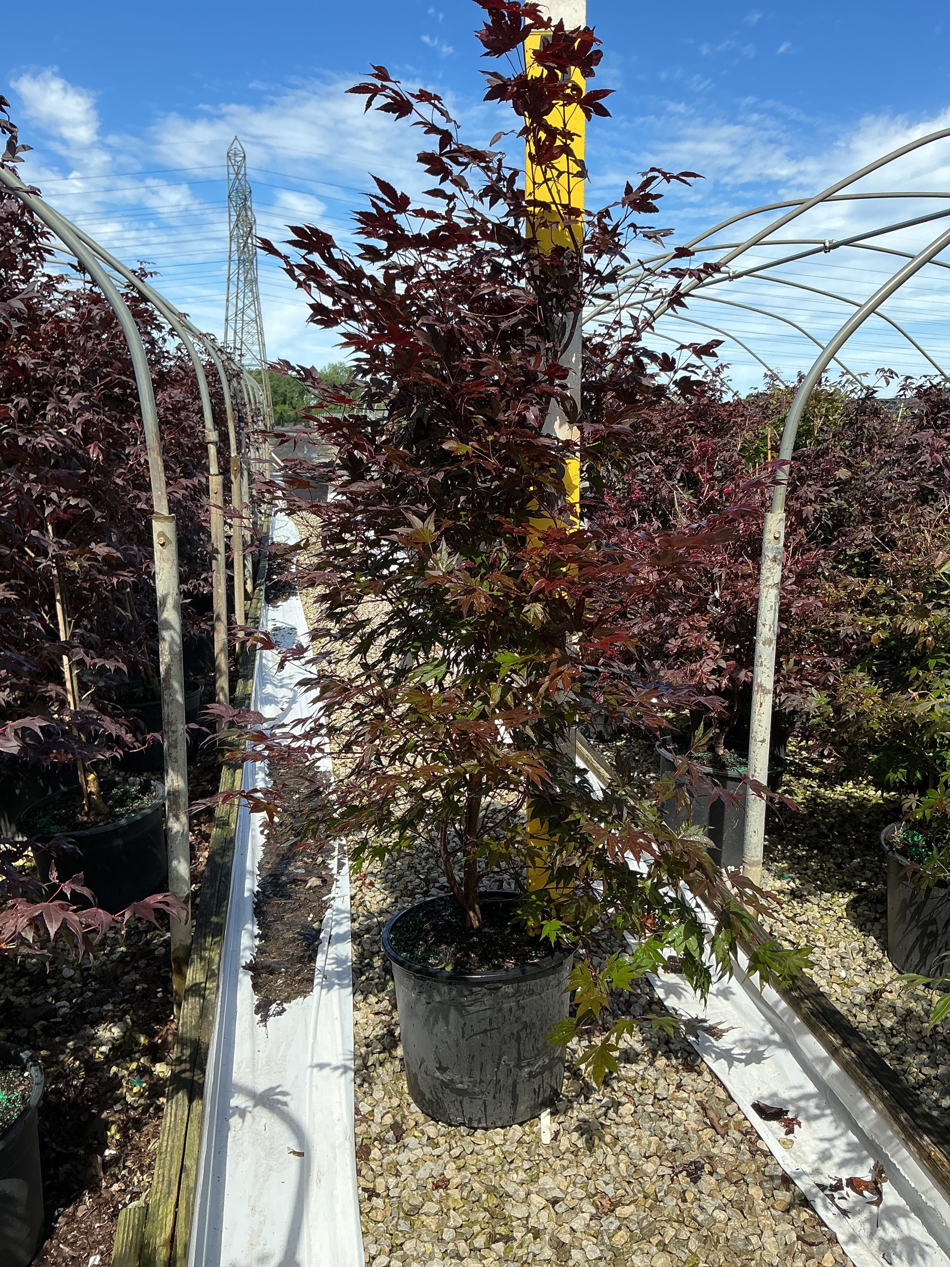 Acer palmatum 'Atropurpurea'