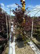 Acer palmatum 'Atropurpurea'