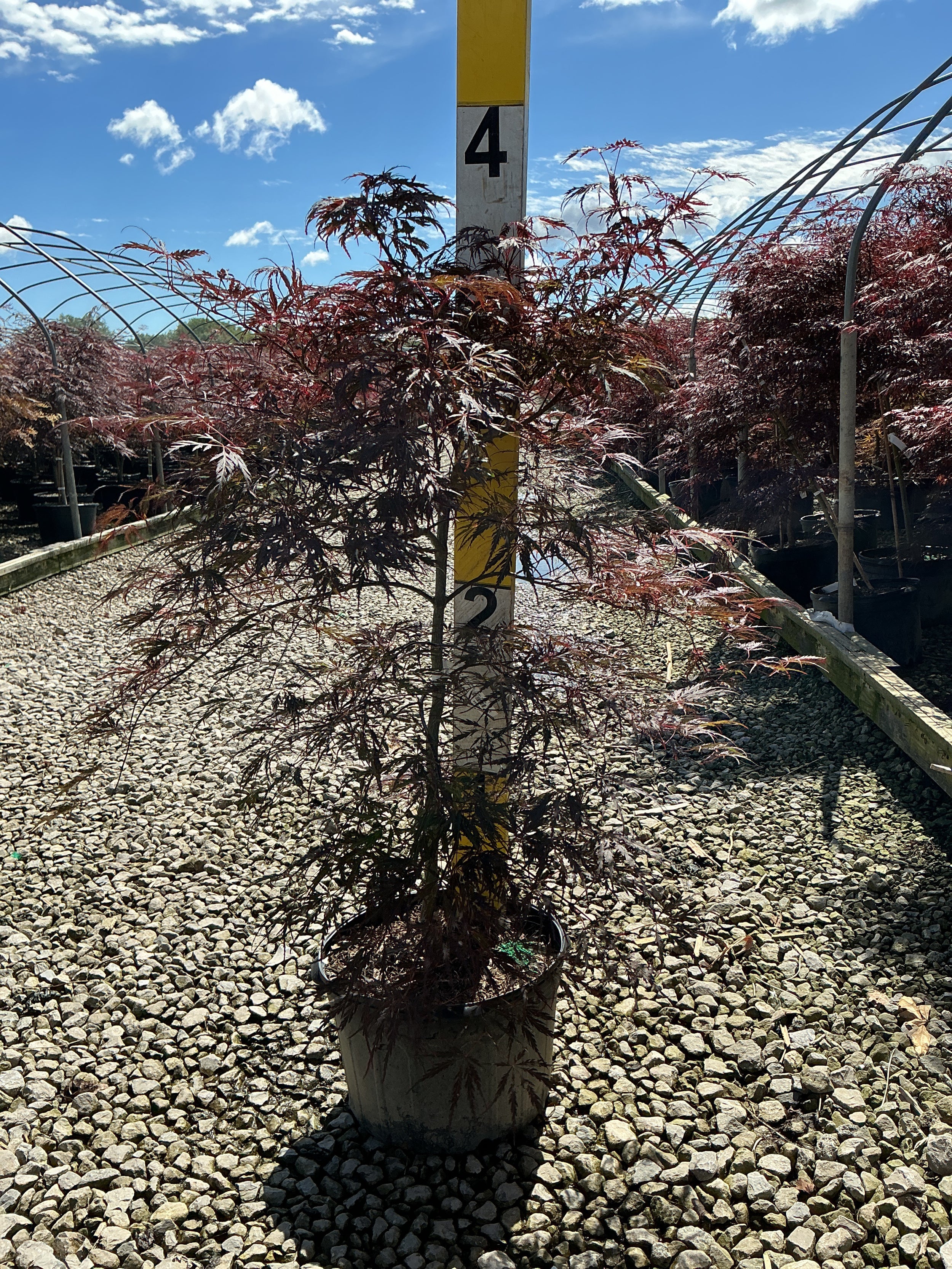 Acer palmatum var. dissectum 'Tamukeyama'