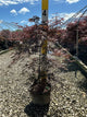 Acer palmatum var. dissectum 'Tamukeyama'