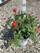 Rosa 'Oso Easy Double Red'