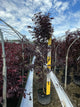Acer palmatum 'Emperor l'