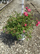 Rosa 'Oso Easy Double Pink'