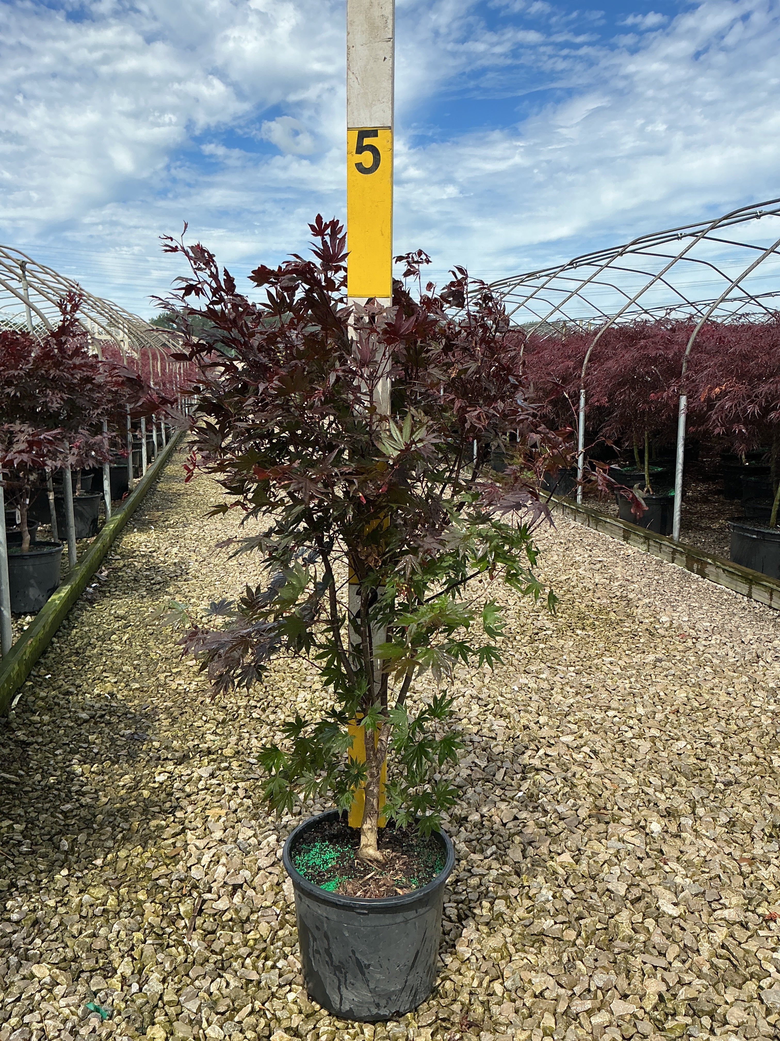 Acer palmatum 'Crimson Prince'