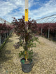 Acer palmatum 'Crimson Prince'