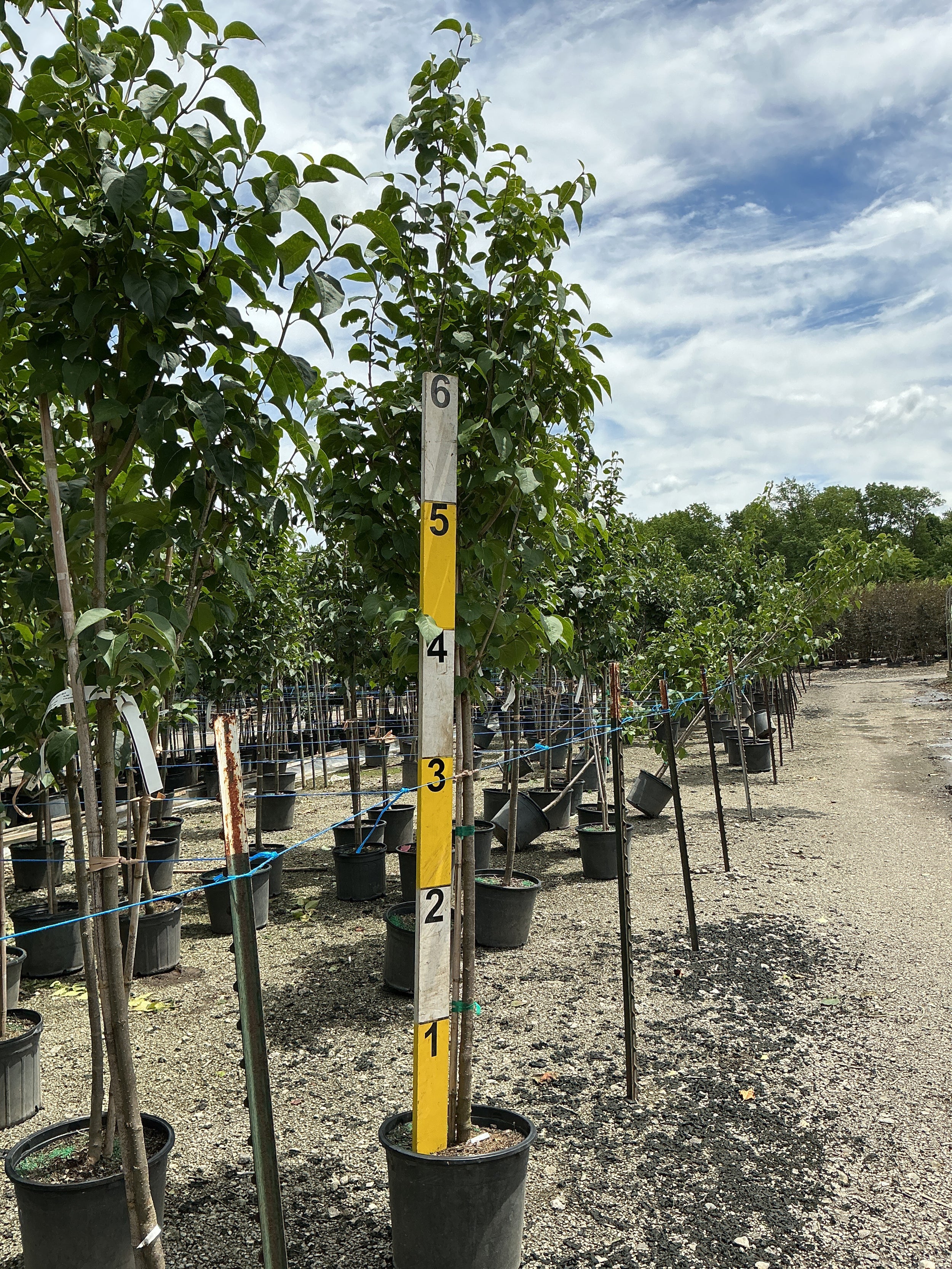 Syringa reticulata 'Ivory Silk'
