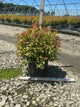 Spiraea japonica 'Magic Carpet'
