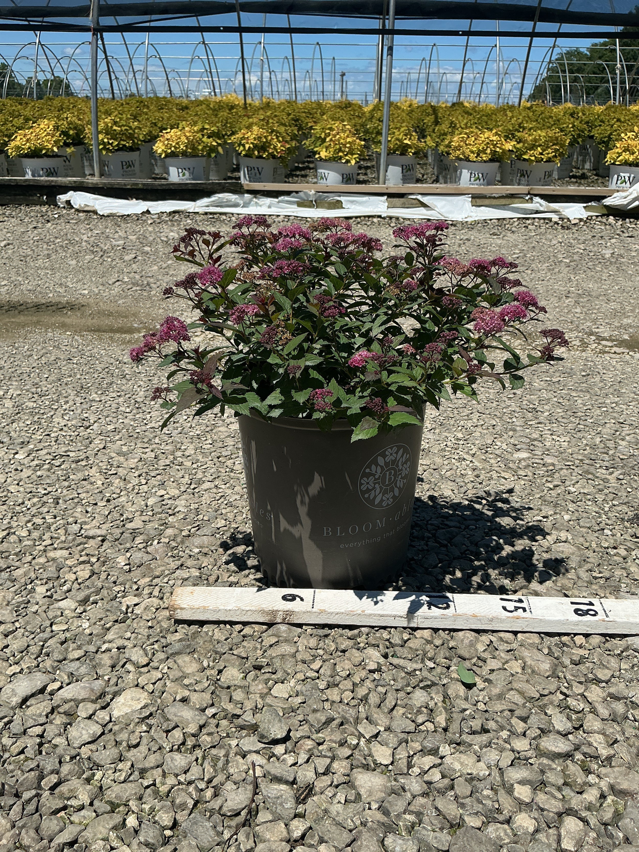 Spiraea empire 'Ice Dragon'