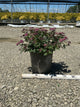 Spiraea empire 'Ice Dragon'