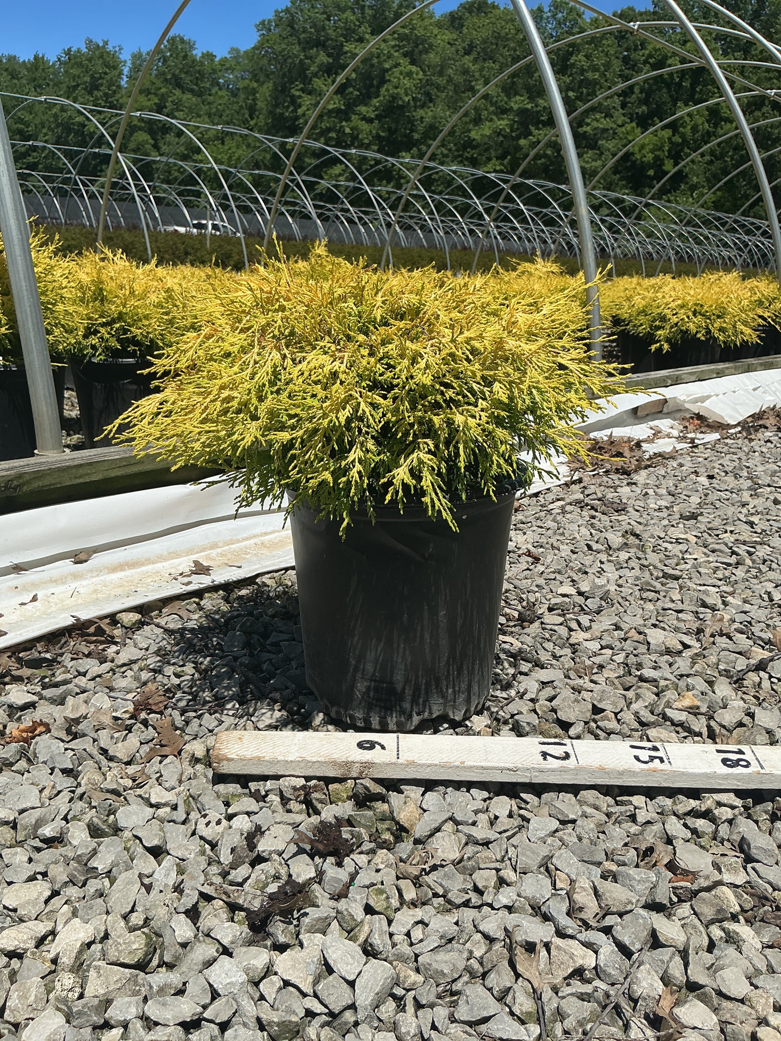 Chamaecyparis pisifera 'Mops'
