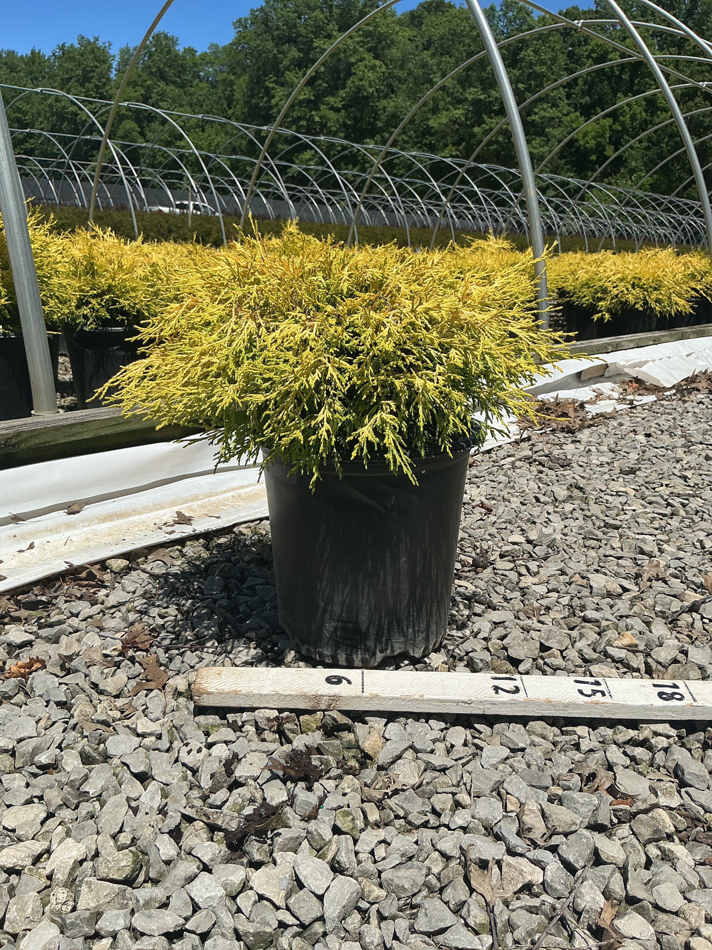 Chamaecyparis pisifera 'Mops'
