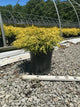 Chamaecyparis pisifera 'Mops'