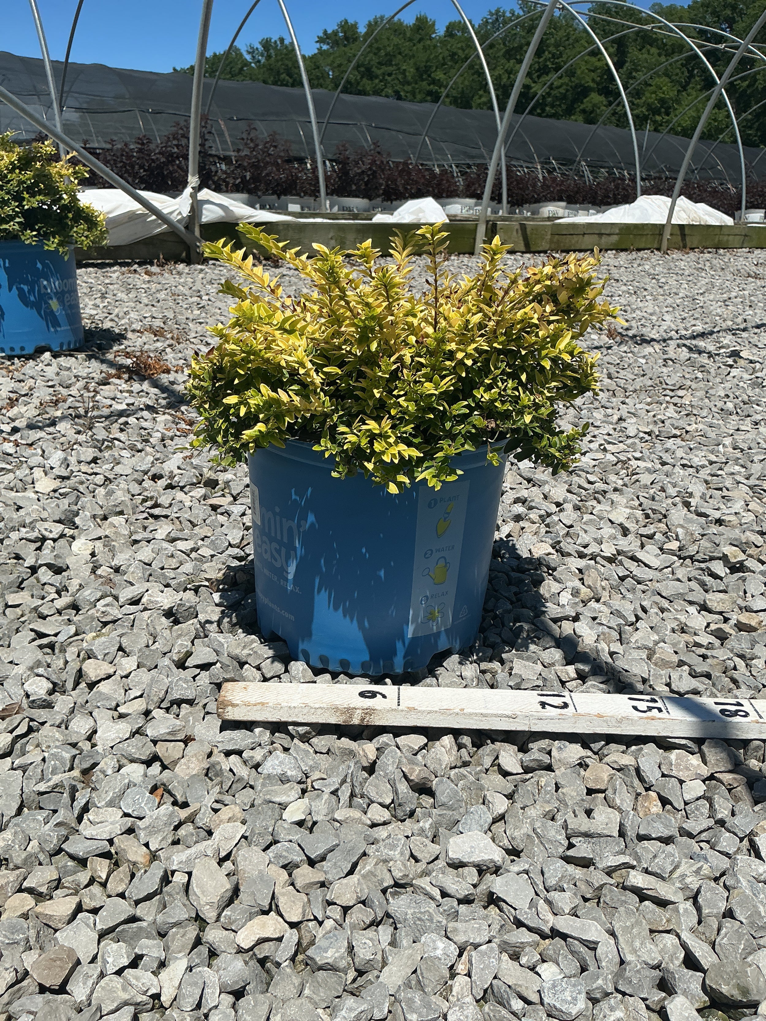 Lonicera thunderbolt 'G3'
