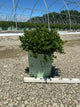 Buxus microphylla 'Little Missy'