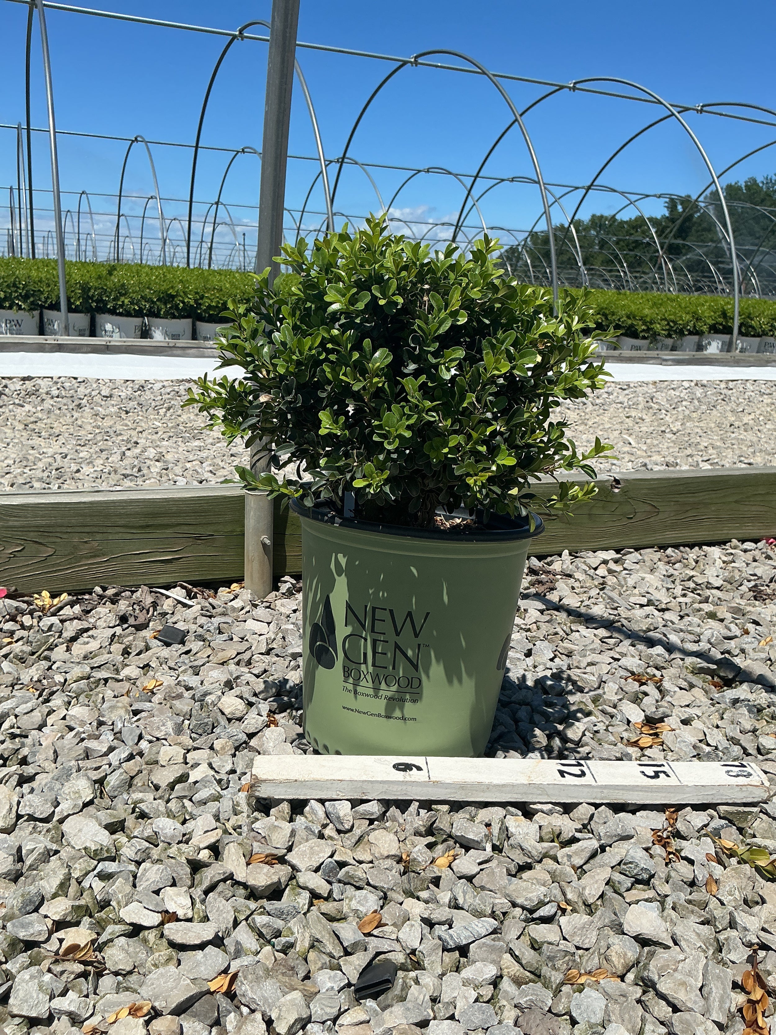 Buxus newgen 'Independence'