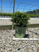 Buxus newgen 'Independence'