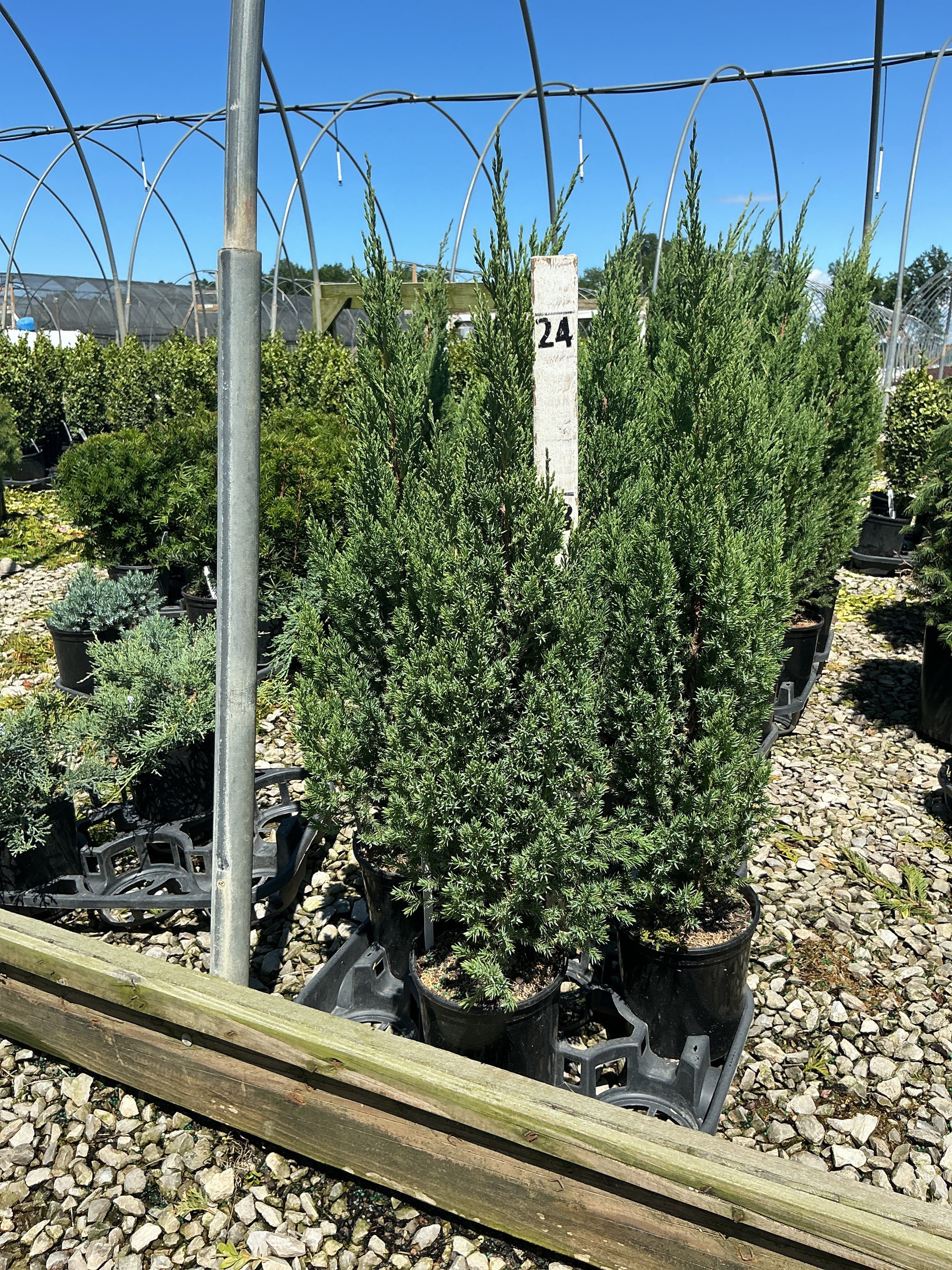 Juniperus chinensis 'Blue Point'