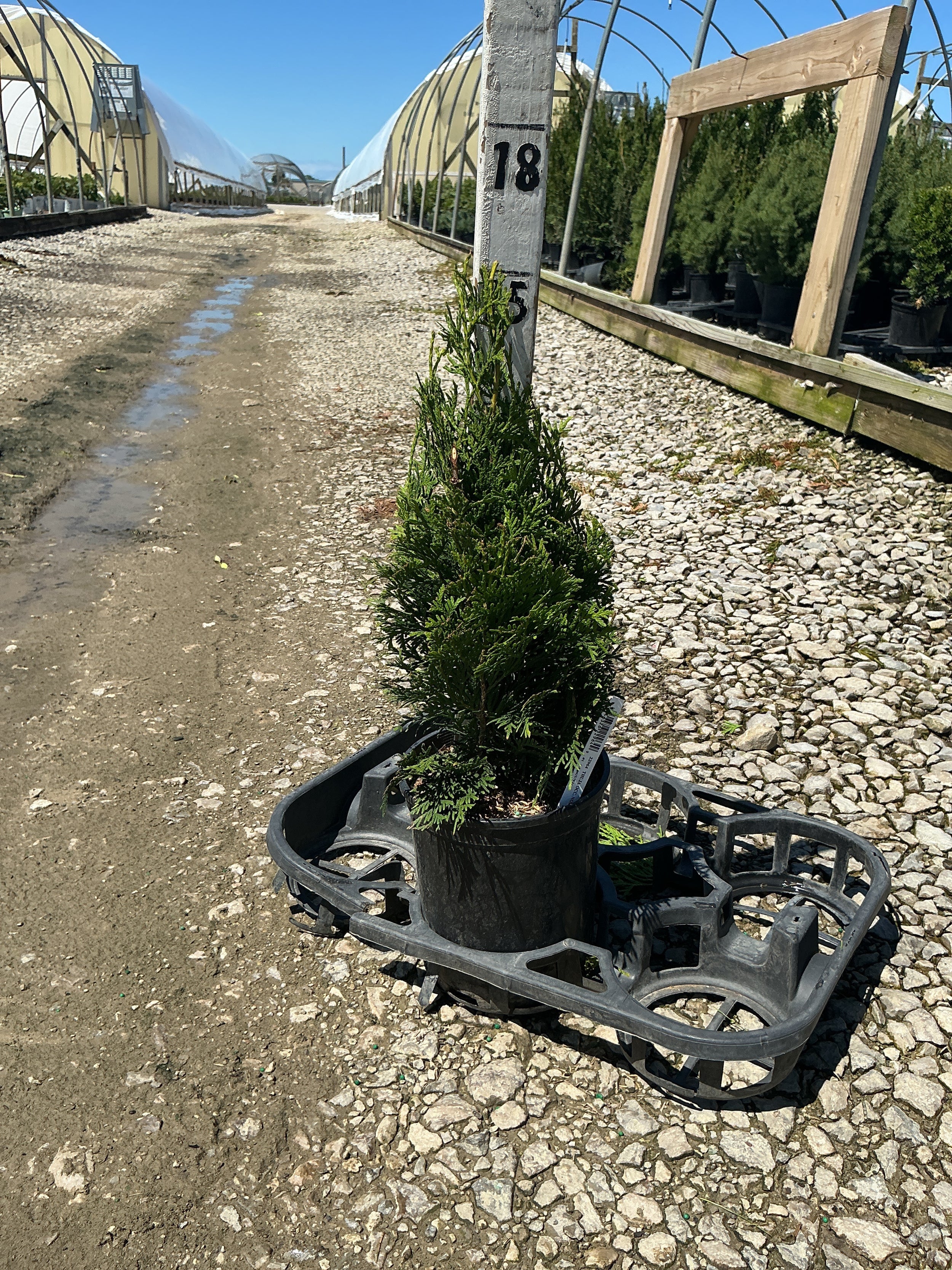 Thuja occidentalis 'Art Boe'