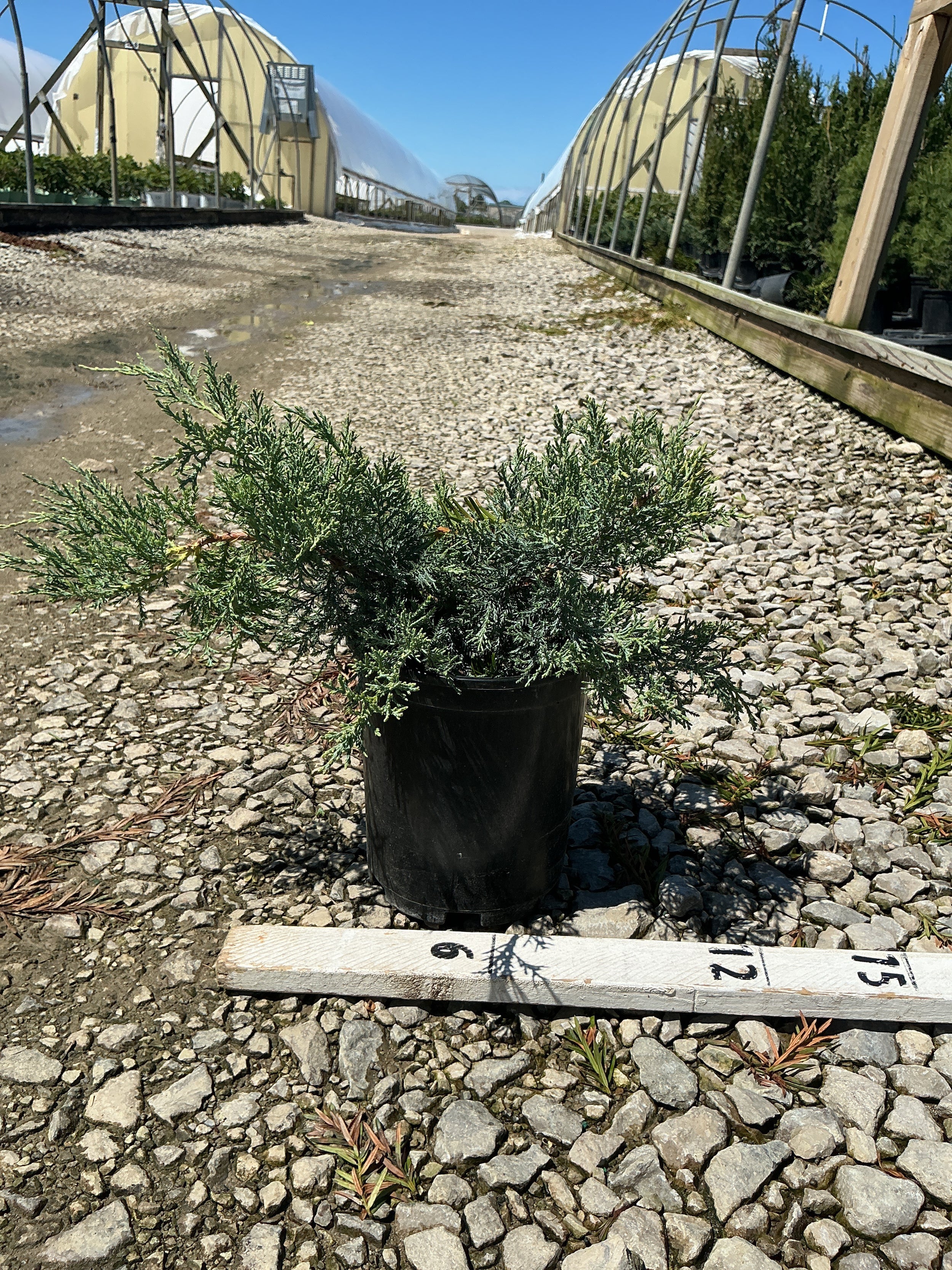 Juniperus virginiana 'Grey Owl'