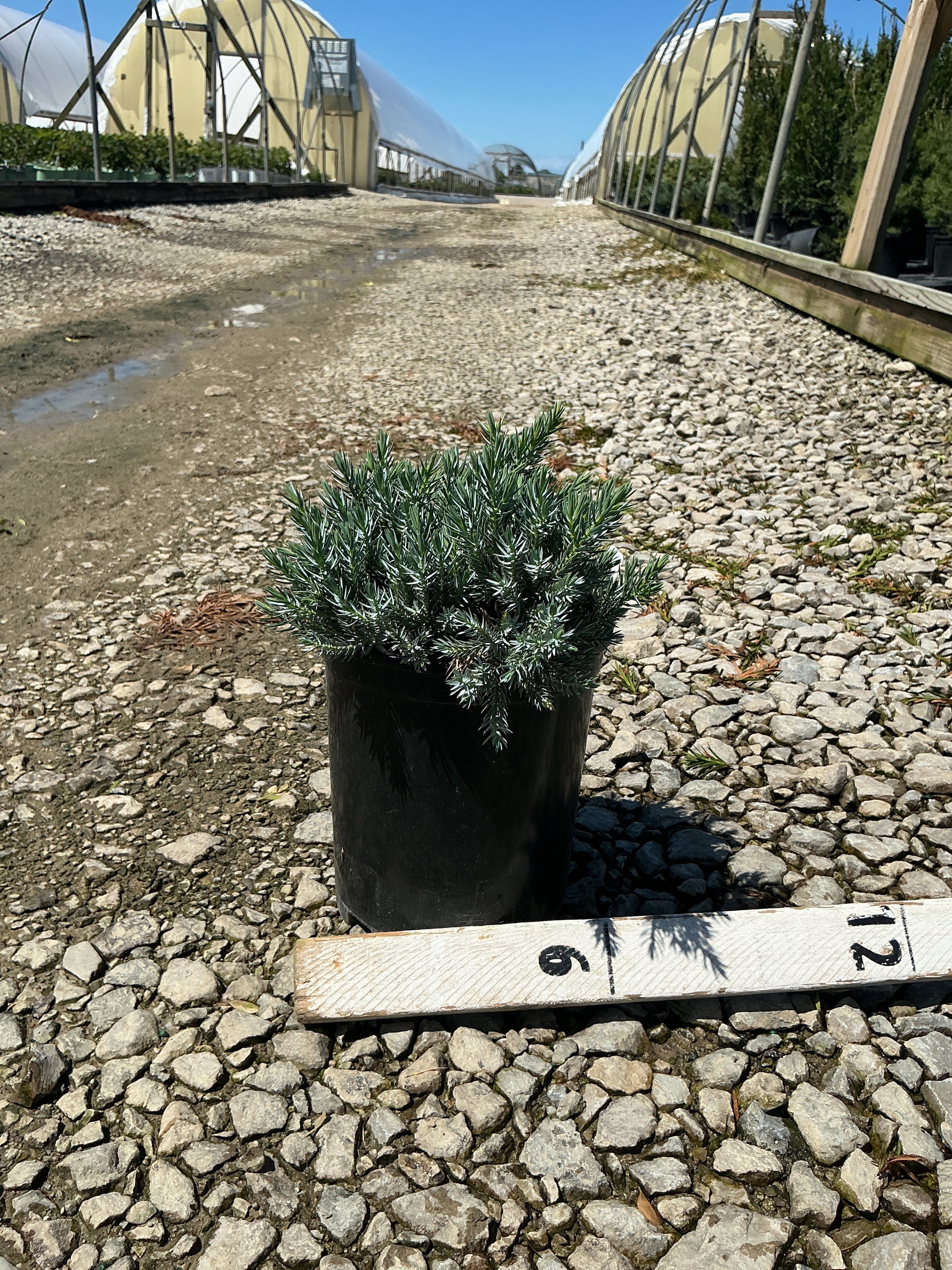 Juniperus squamata 'Blue Star'