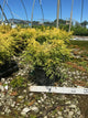 Chamaecyparis pisifera 'Mops'