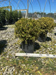 Buxus 'Gold Gem'