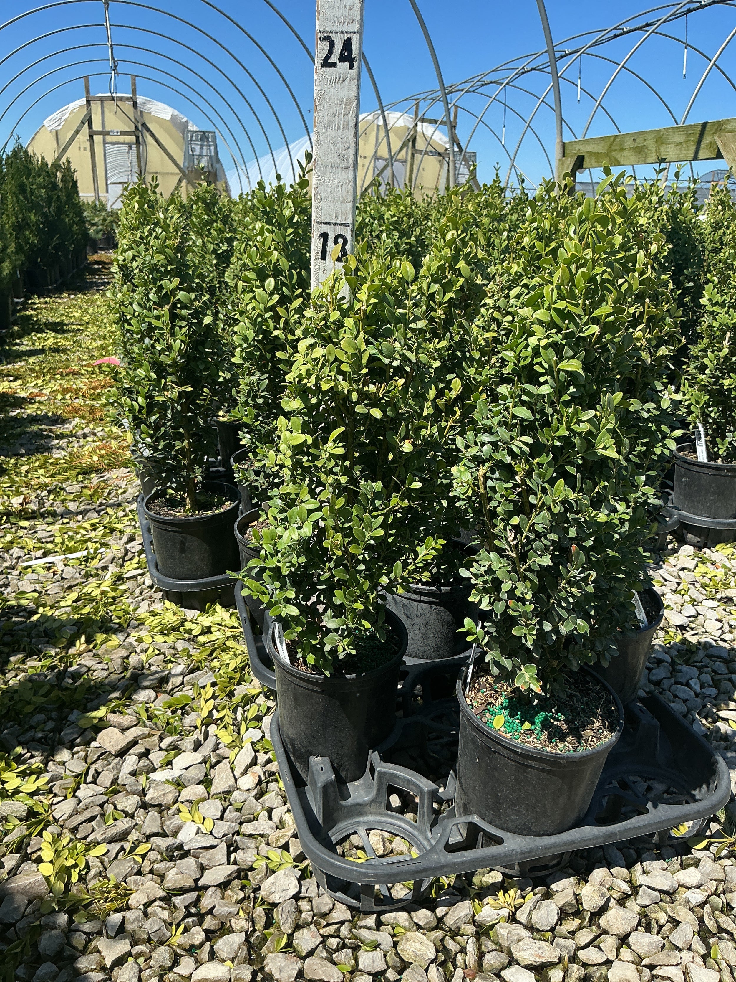 Buxus microphylla 'Green Mountain'