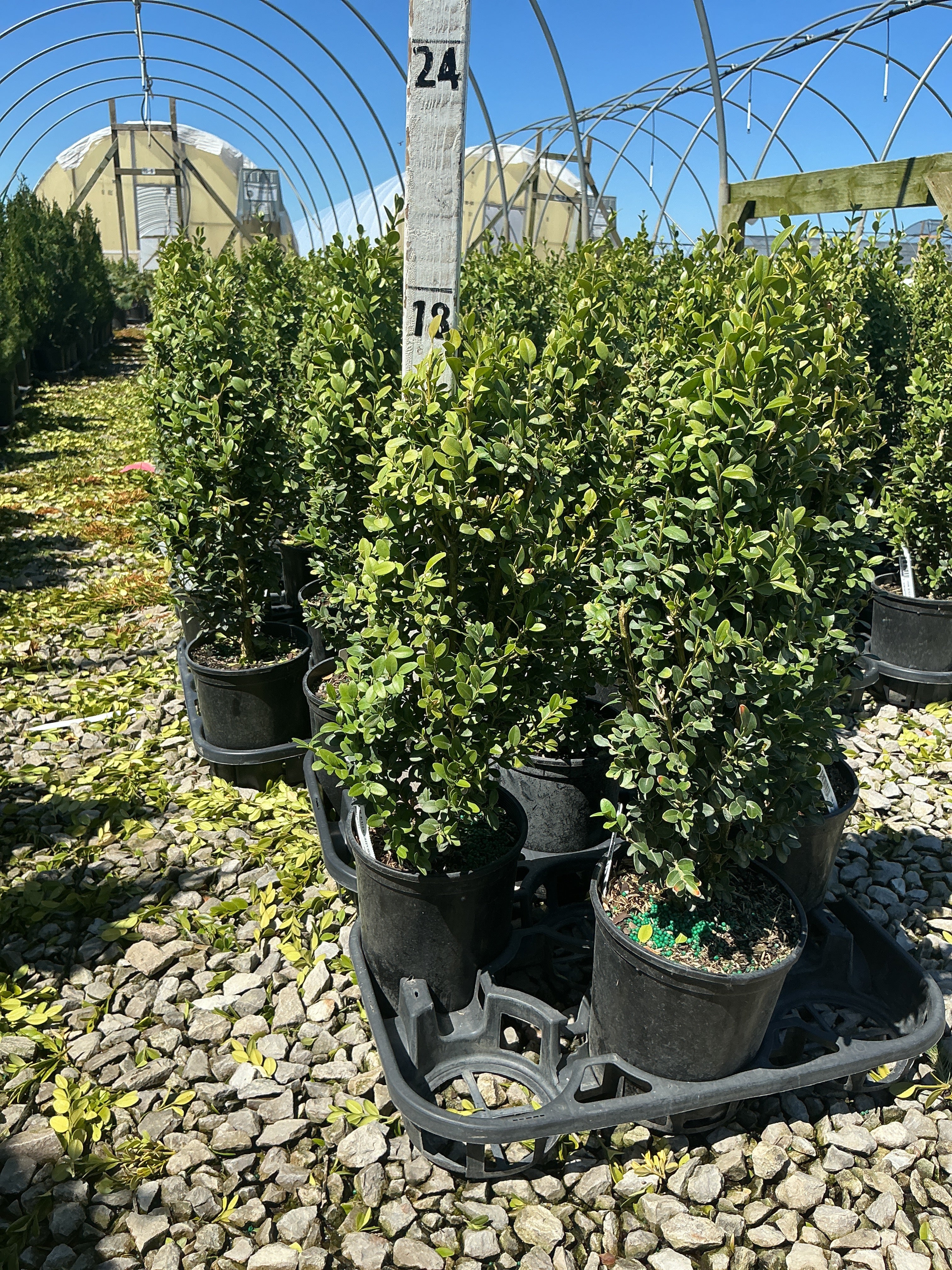 Buxus microphylla 'Green Mountain'