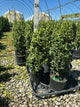 Buxus microphylla 'Green Mountain'