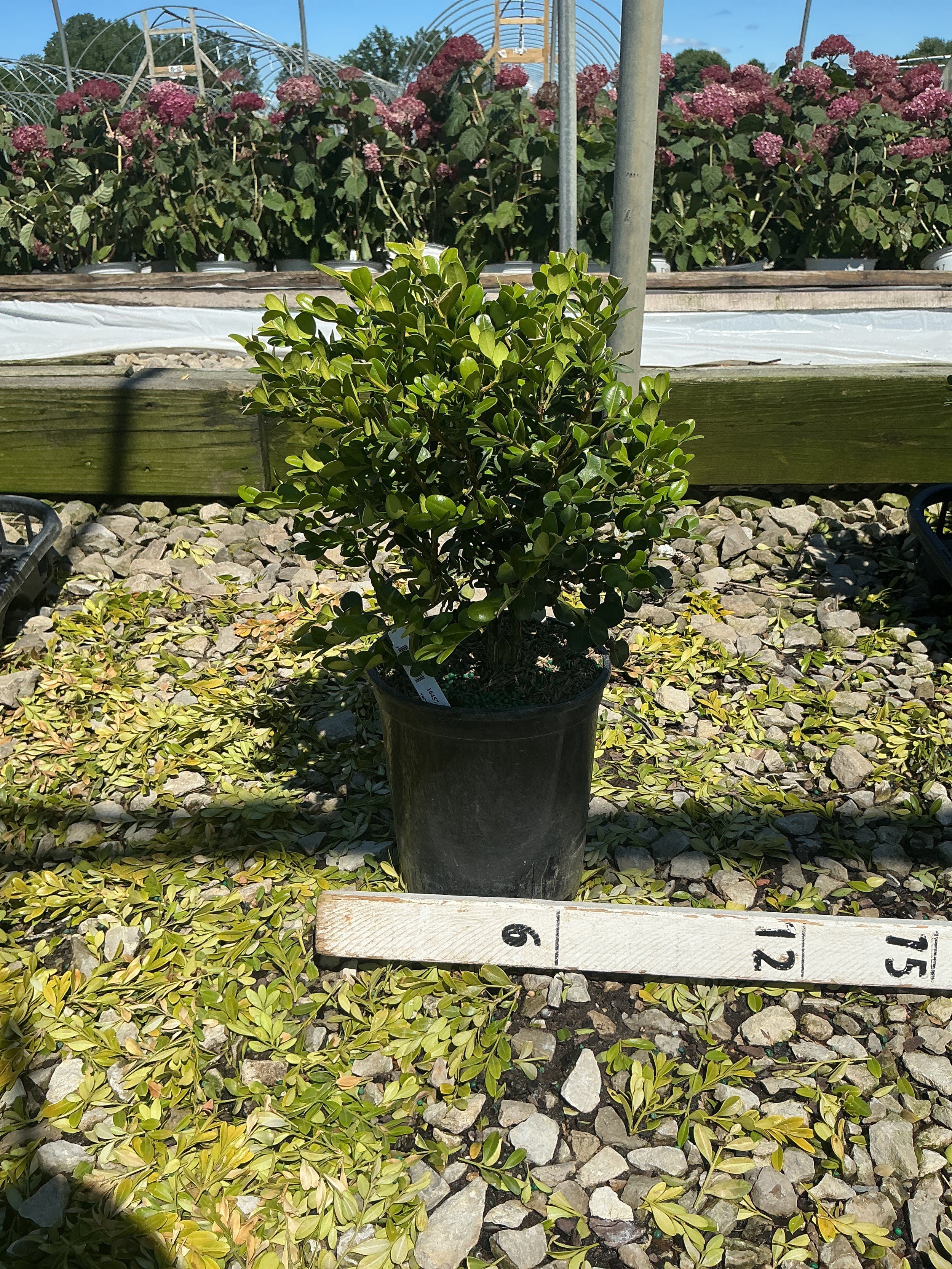 Buxus microphylla 'Winter Gem'