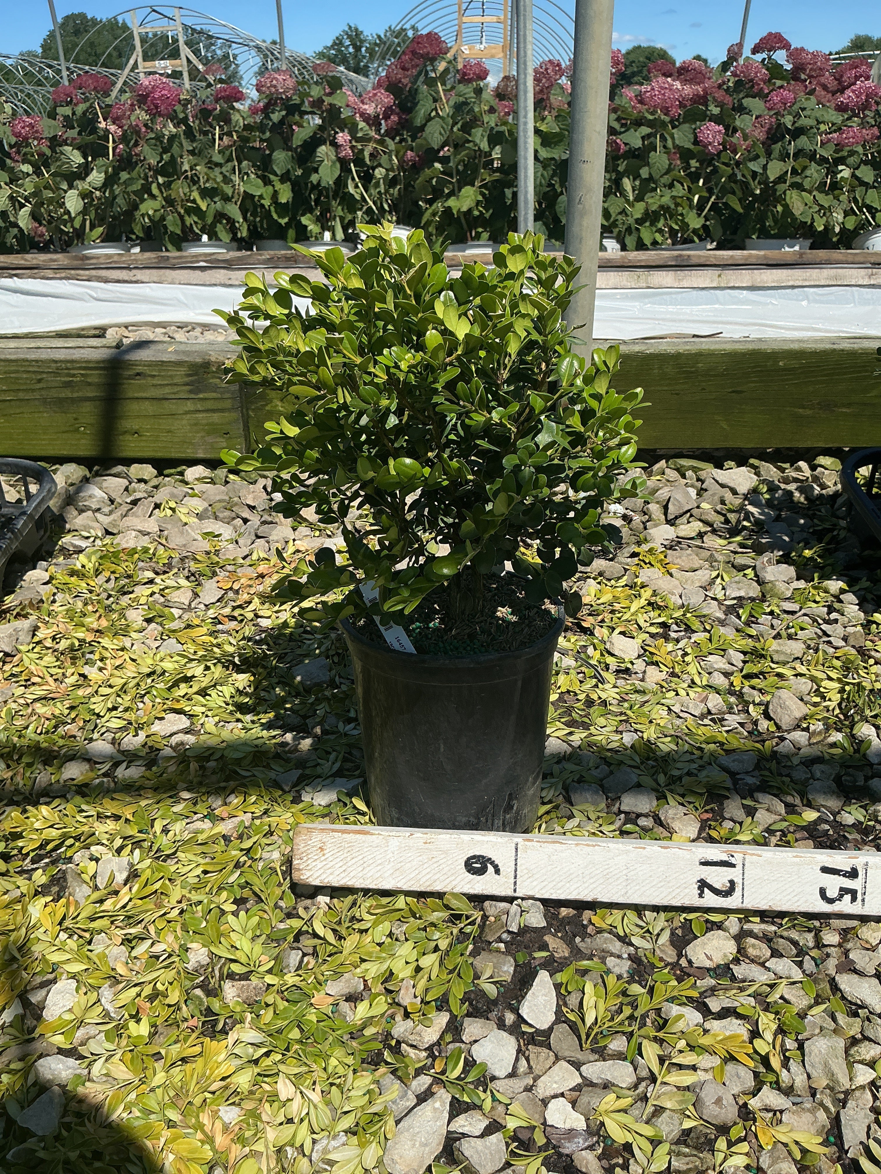 Buxus microphylla 'Winter Gem'