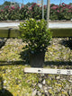 Buxus microphylla 'Winter Gem'