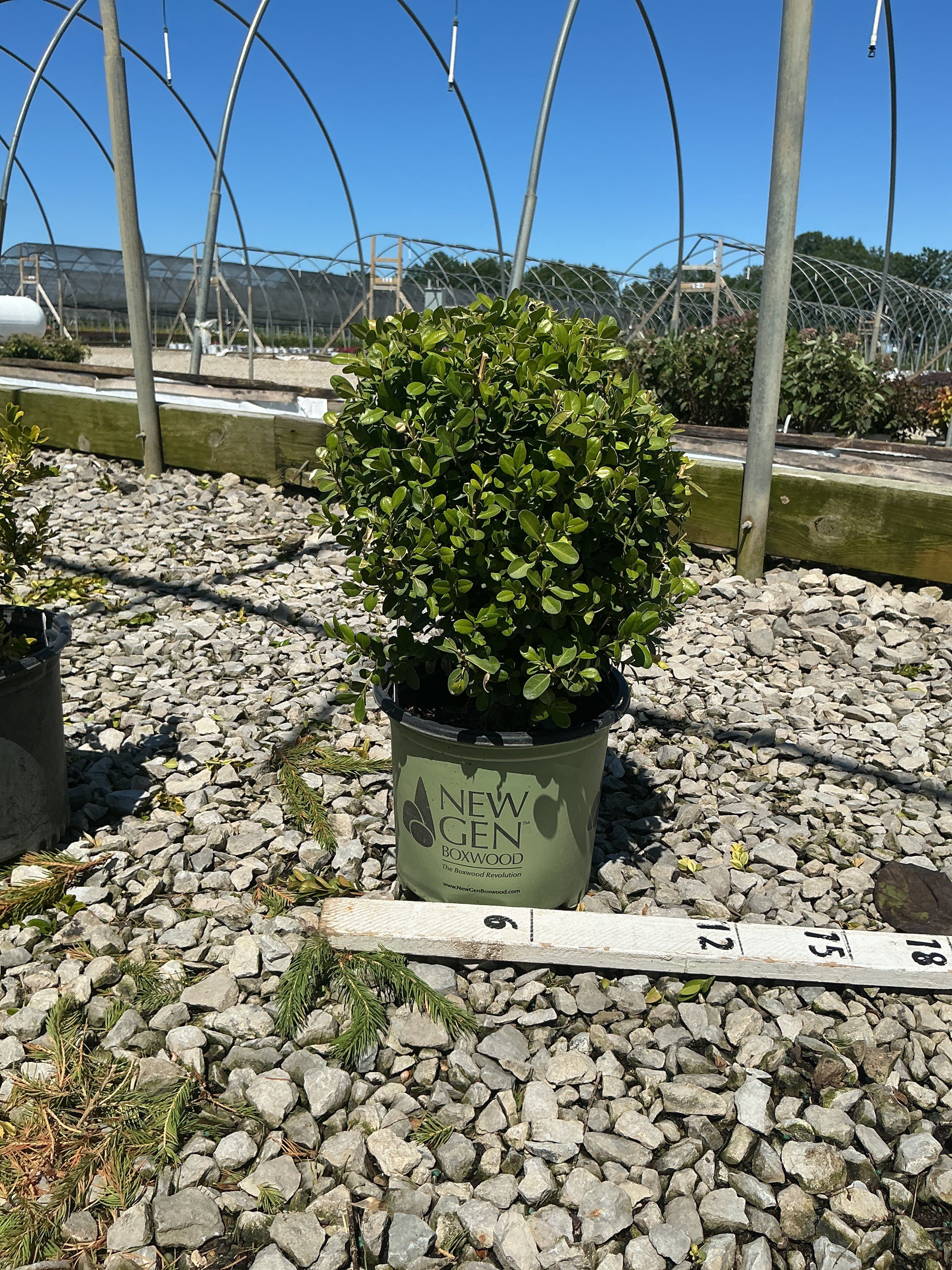Buxus newgen 'Freedom'