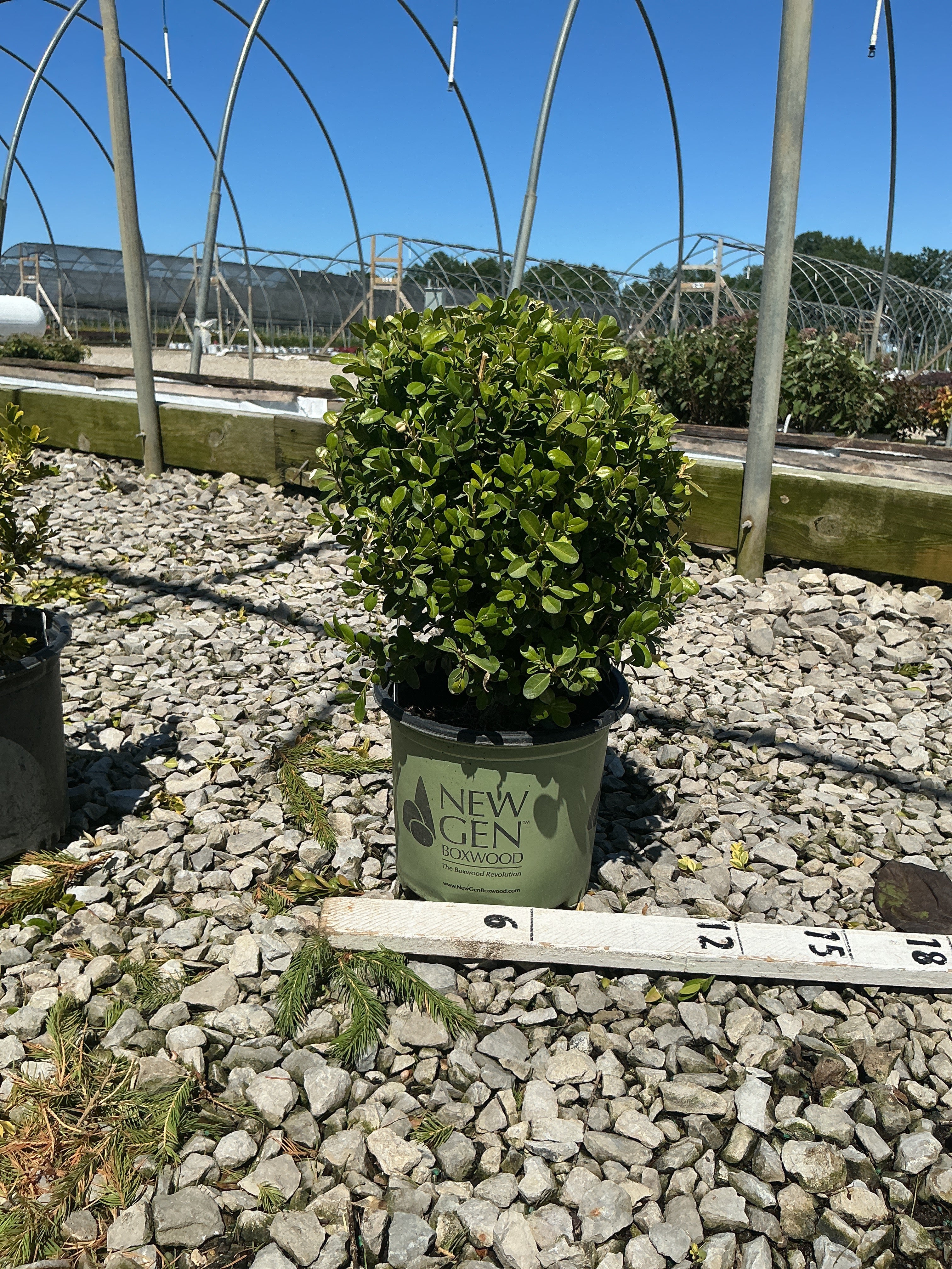 Buxus newgen 'Freedom'