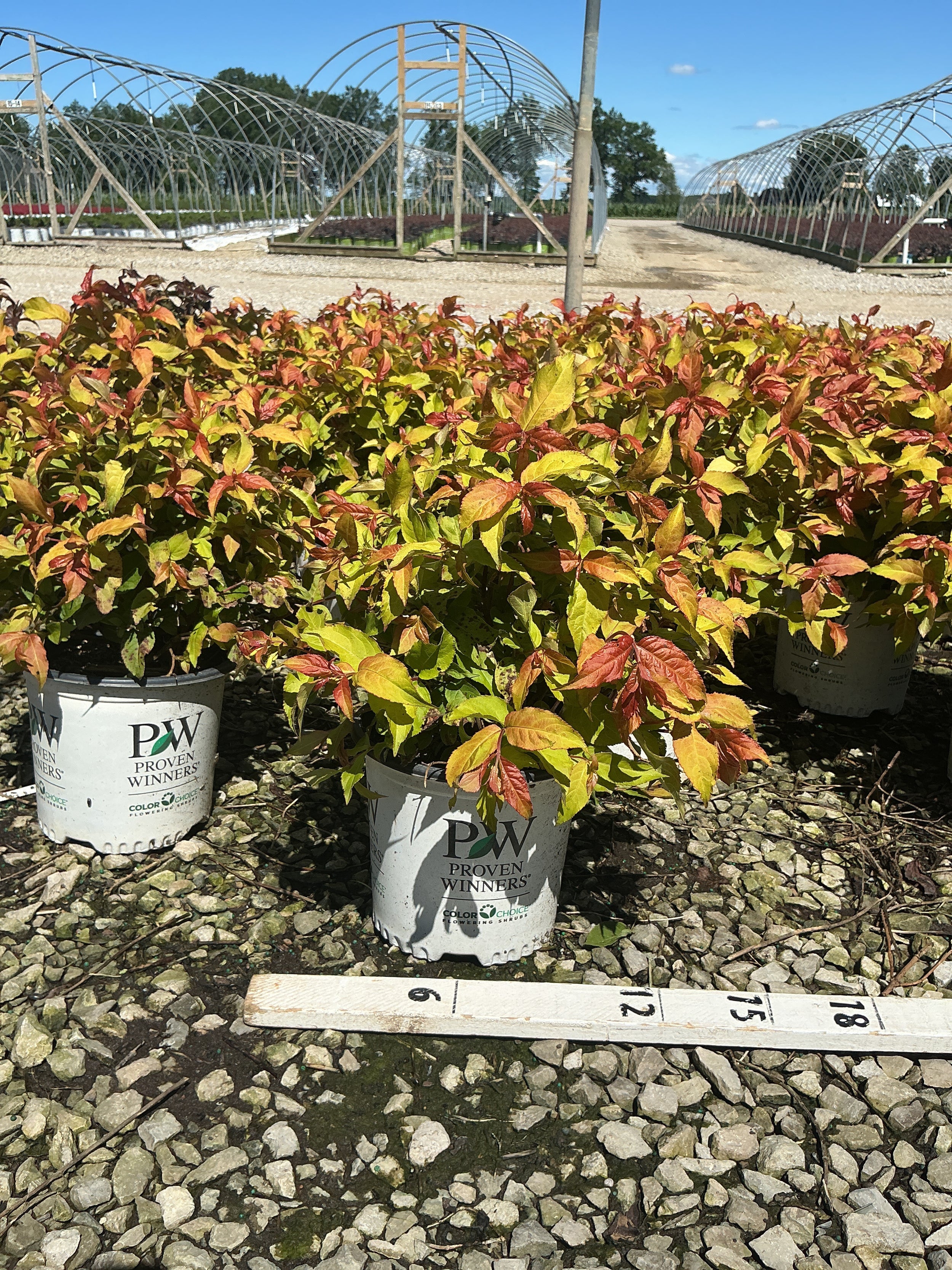 Diervilla sessilifolia 'Kodiak Fresh'