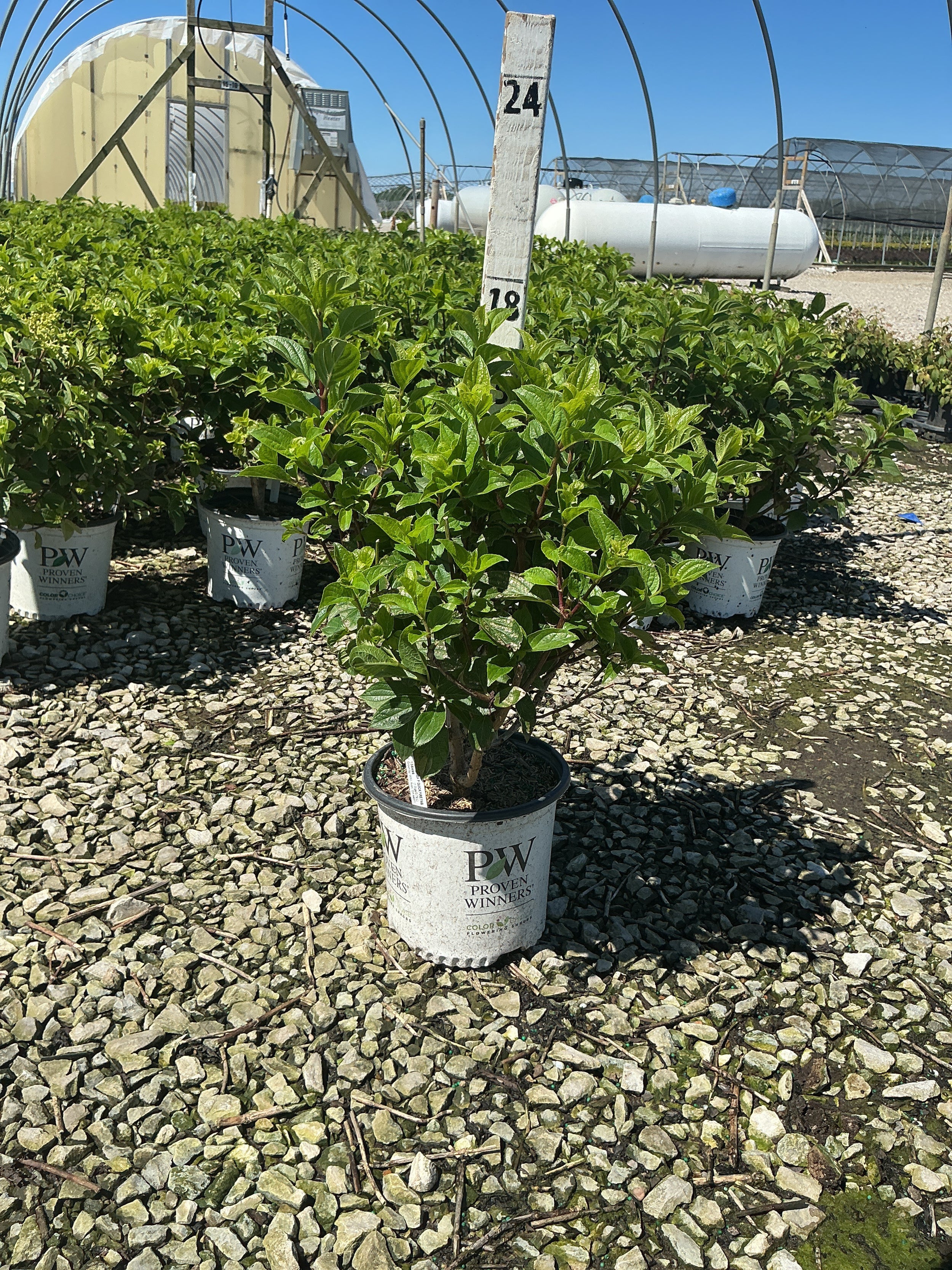 Hydrangea 'P Quick Fire Fab'