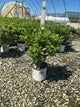 Hydrangea 'P Quick Fire Fab'