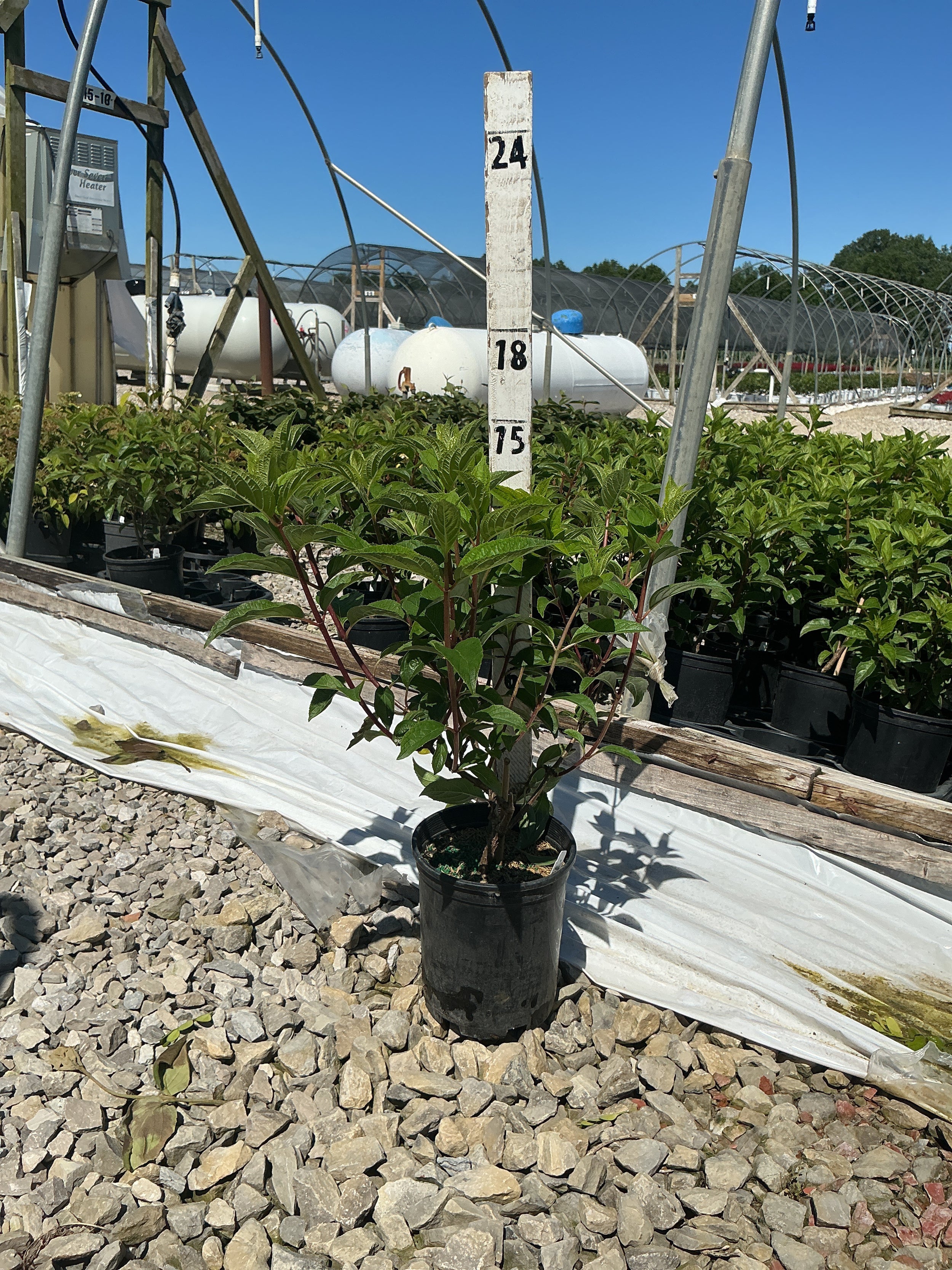 Hydrangea paniculata 'Renhy'