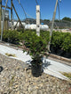 Hydrangea paniculata 'Renhy'
