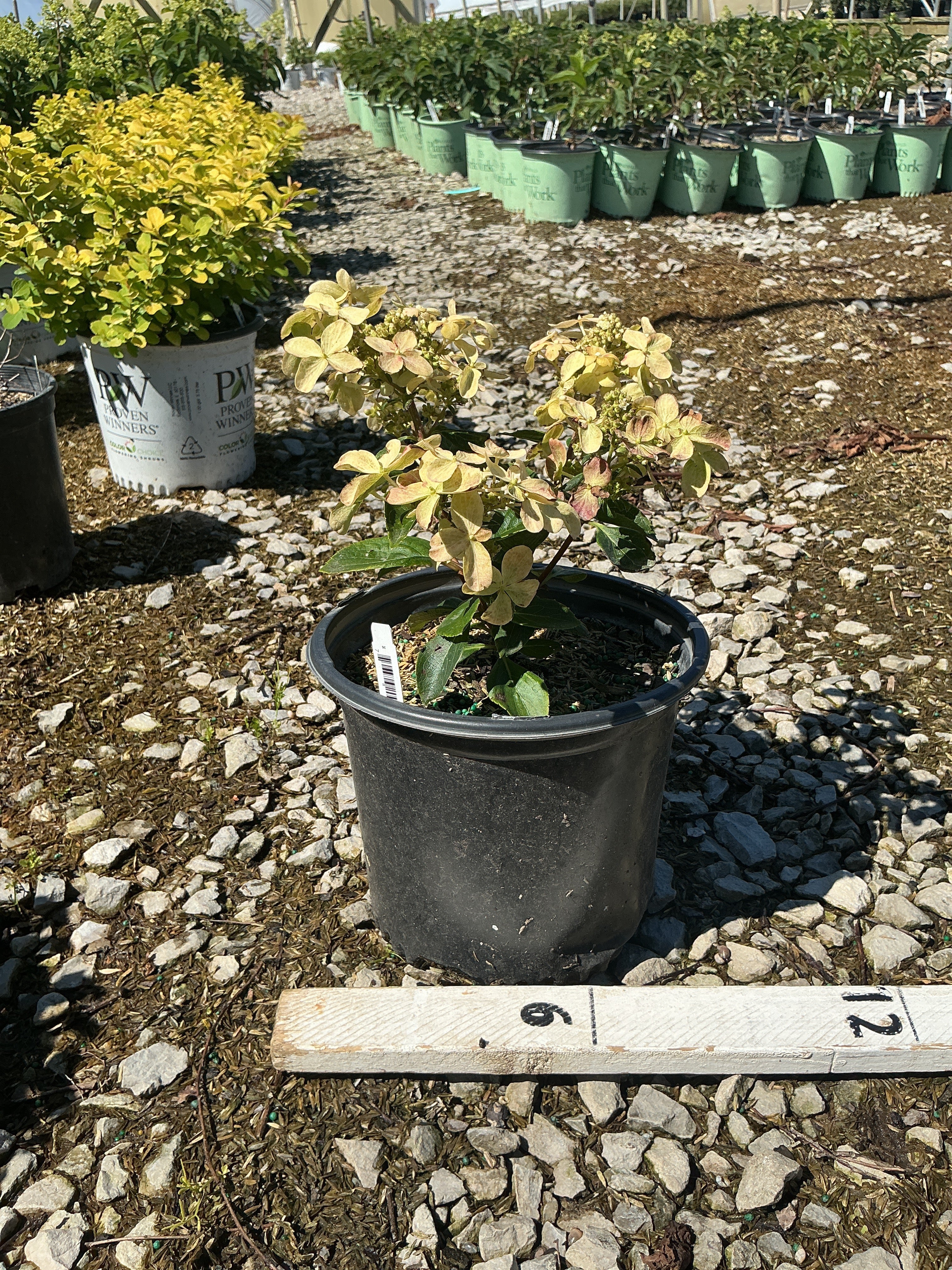 Hydrangea 'P Early Evolution'