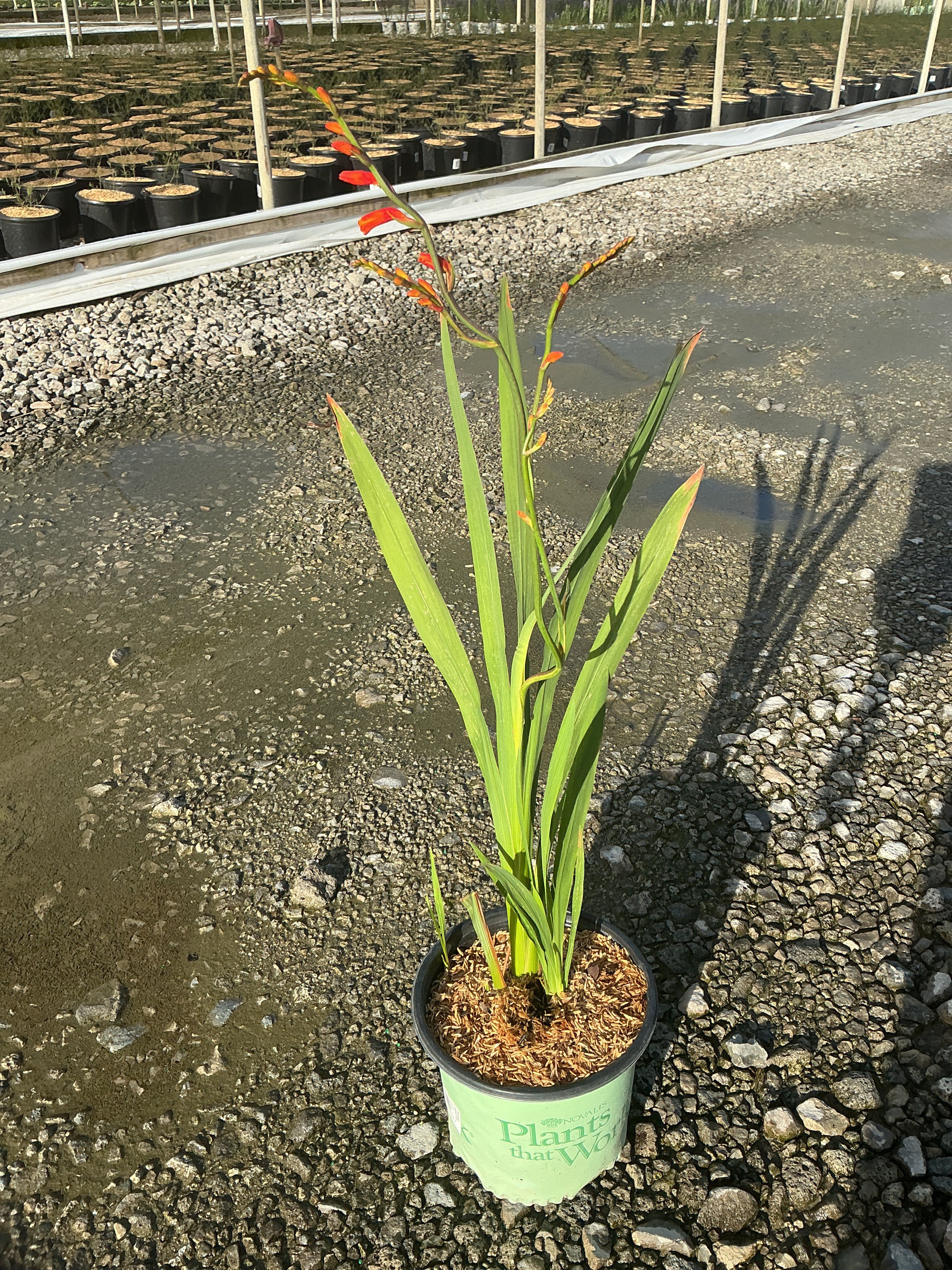 Crocosmia x 'Orange Pekoe'