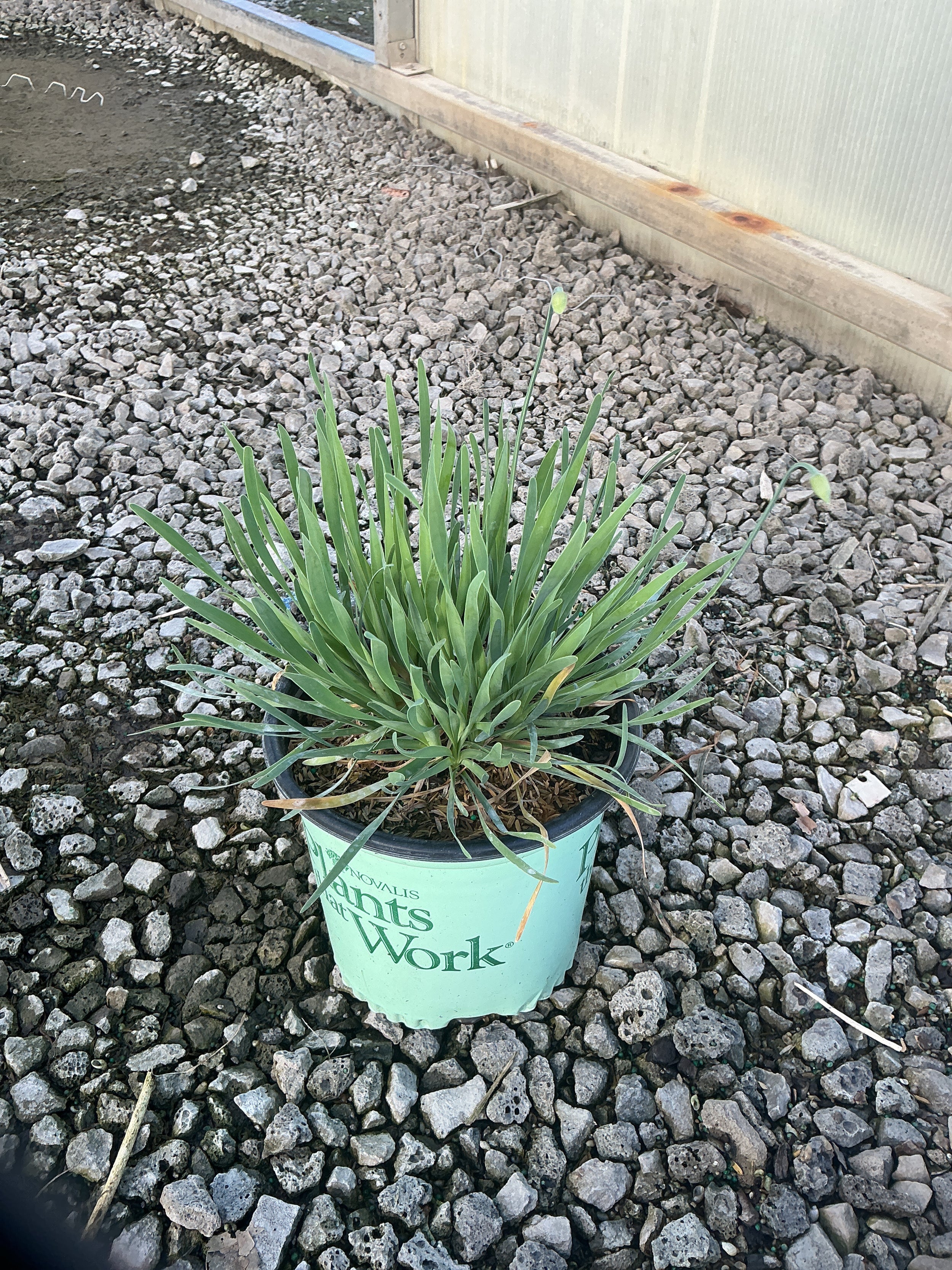 Allium medusa