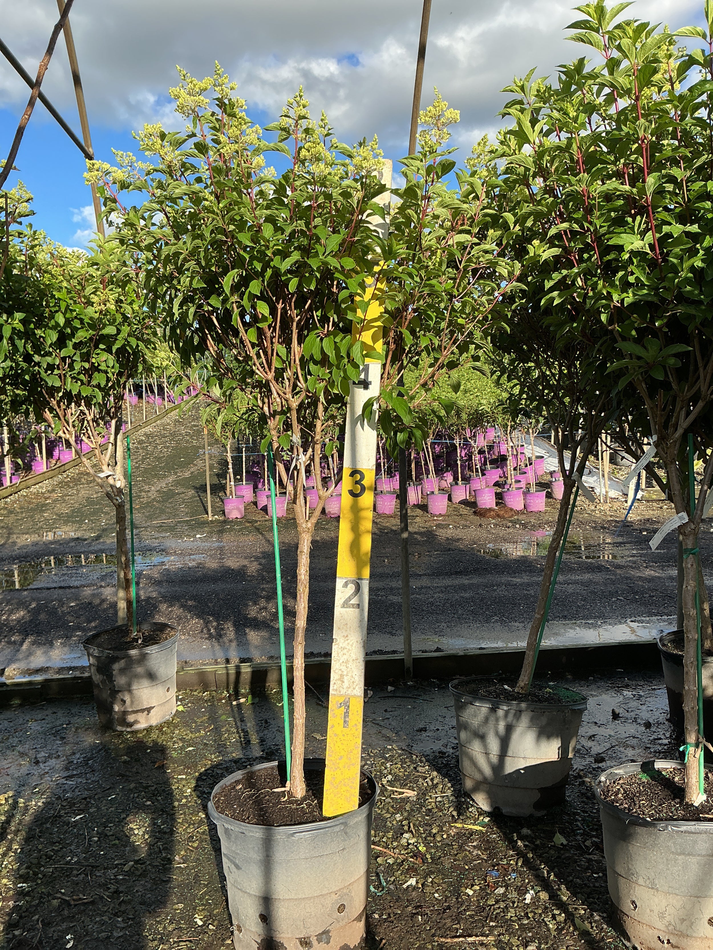 Hydrangea paniculata 'Renhy'