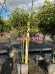 Hydrangea paniculata 'Renhy'