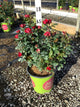 Rosa K.O 'Petite'
