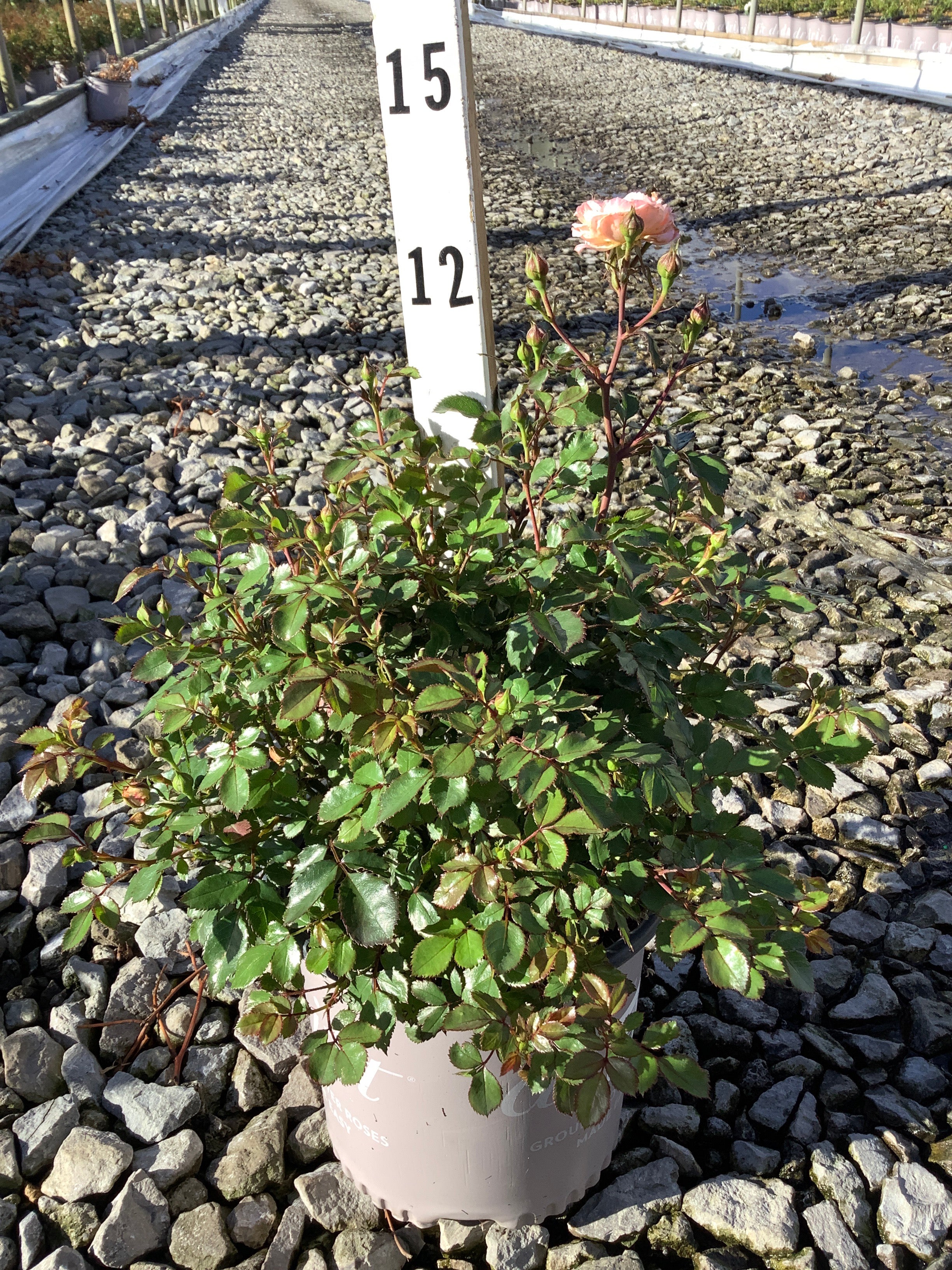 Rosa 'Drift Meimirrote'