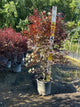 Acer palmatum 'Bloodgood'