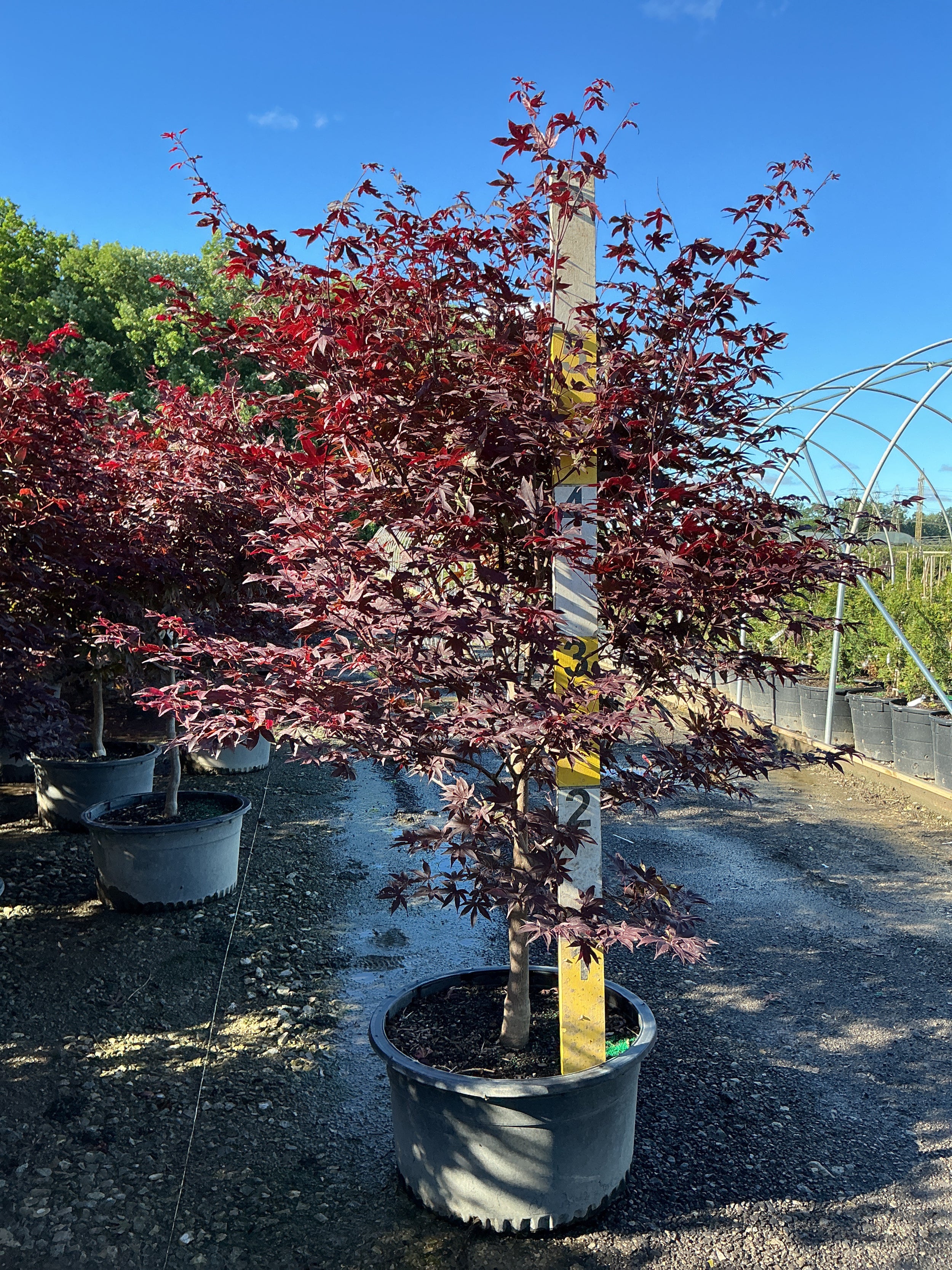 Acer palmatum 'Emperor l'